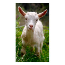 Kid Goat Business Card Template
