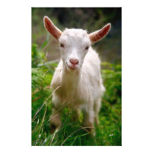 Kid Goat Customized Stationery