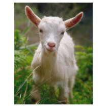 Kid Goat Custom Flyer