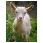 Kid Goat Custom Flyer