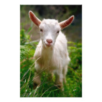 Kid Goat Photo