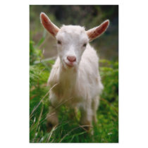 Kid Goat stationery by gavila_pt Kid Goat stationery