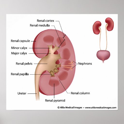 Kidney anatomy, labeled diagram. print | Zazzle