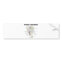 Kidney Nephron Bumper Sticker