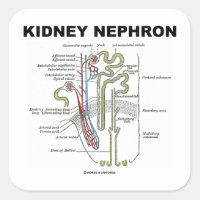 Kidney Nephron (Gray's Anatomy Textbook) Square Sticker