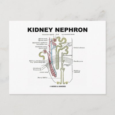 Excretory System Coloring Pages