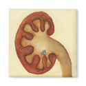 kidney stone magnets by milkfat kidney stone magnets