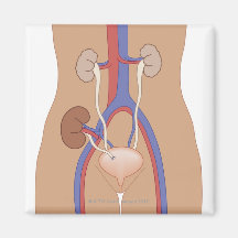 Kidney Transplant Refrigerator Magnets