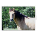Kiger mustang cards
