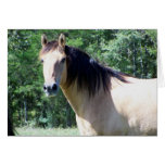 Kiger mustang
