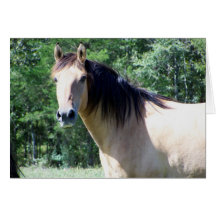 Kiger mustang card