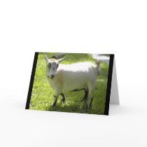 Kiki the Pygmy Goat greeting card by quacked Kiki the Pygmy Goat greeting card