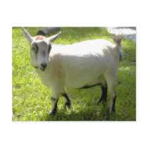 Kiki the Pygmy Goat post card postcards