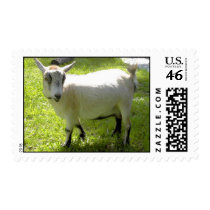 Kiki the Pygmy Goat postage stamps by quacked Kiki the Pygmy Goat postage stamps