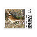 Killdeer 0309 postage