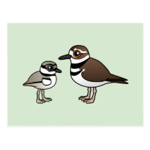 Killdeer & chick postcard