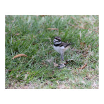 Killdeer Chick posters