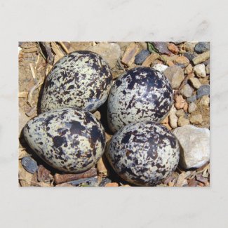 KillDeer Nest With Eggs postcard
