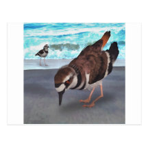 KIlldeer Post Card
