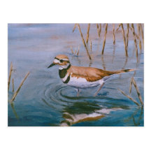 Killdeer Postcard