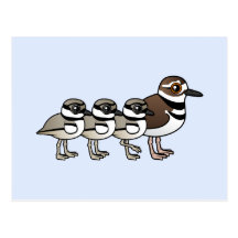Killdeer & three chicks post card