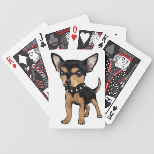 Poker chihuahua