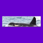 Killer Orca Male Whale San Juan Island bumper stickers