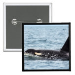 Killer Orca Male Whale San Juan Island buttons