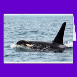 Killer Orca Male Whale San Juan Island cards