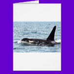 Killer Orca Male Whale San Juan Island cards