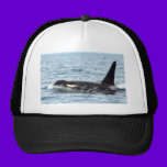 Killer Orca Male Whale San Juan Island hats
