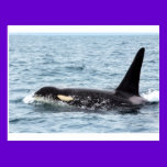 Killer Orca Male Whale San Juan Island postcards