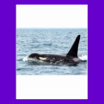 Killer Orca Male Whale San Juan Island postcards