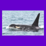 Killer Orca Male Whale San Juan Island stickers