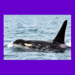 Killer Orca Male Whale SanJuanIsland Large Poster posters