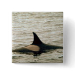 Killer whale buttons