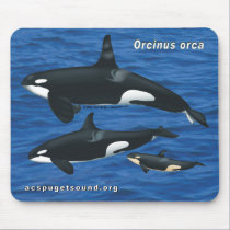Killer Whale Family Mousepad Water bkg #2 mousepads