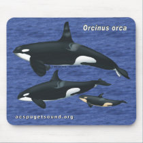 Killer Whale Family Mousepad with Water Bkg 1 mousepads