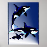 Killer Whale Family Poster posters