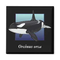 Killer Whale Magnet, Square