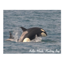 Killer Whale (Orca) Postcard