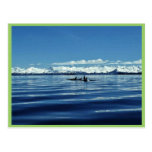 Killer Whale Pod Postcard