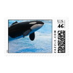 Killer Whale Postage