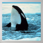Killer Whale Posters