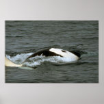 Killer whale print