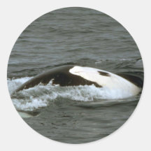 Killer whale sticker