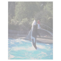 Killer whale, Vancouver Aquarium, British Columbia Letterhead Template