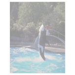 Killer whale, Vancouver Aquarium, British Columbia Letterhead Template