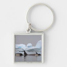killer whales (orcas), Orcinus orca, pod Keychains