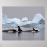 killer whales (orcas), Orcinus orca, pod Print